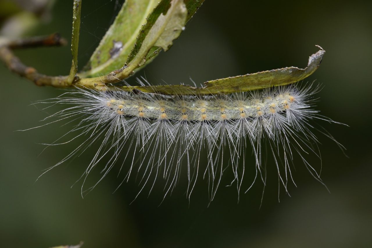 Bruci da ID - Hyphantria cunea